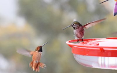 IV.  Greeting, the Hummingbird Way
